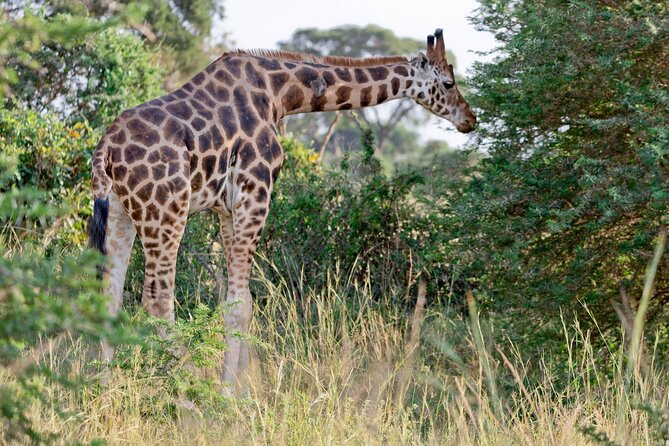 Private Safari to Kibale and Murchison Falls