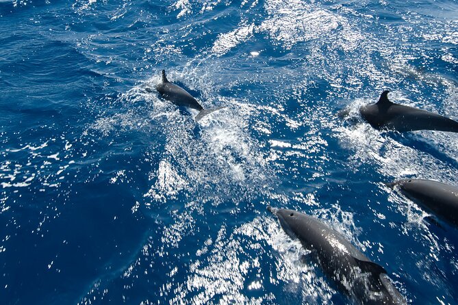Private Speedboat Swimming and Dolphin Watching in Hurghada - Inclusions and Exclusions