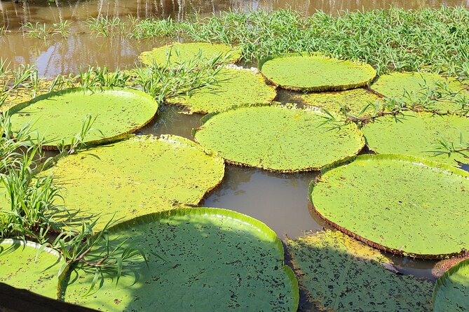 Private Speedboat Tour Meeting of the Waters and Janauari Lake - Tour Overview and Inclusions
