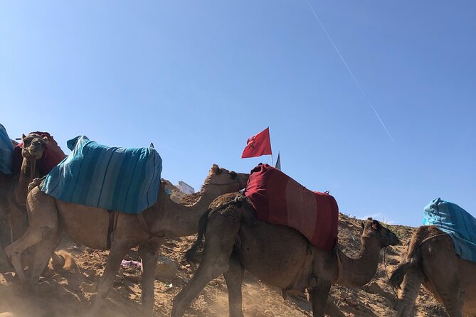 Private Tangier Tour and Camel Ride From Cruise Ship - Pricing Details