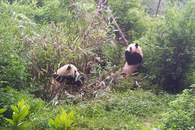Private Tour: 3-Night Sichuan Explore From Chengdu to Leshan and Mt Emei - Tour Itinerary