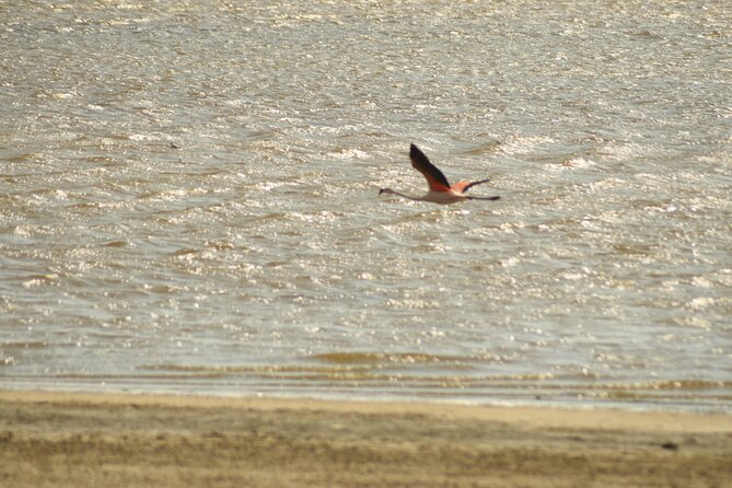 Private Tour at The National Reserve of Paracas