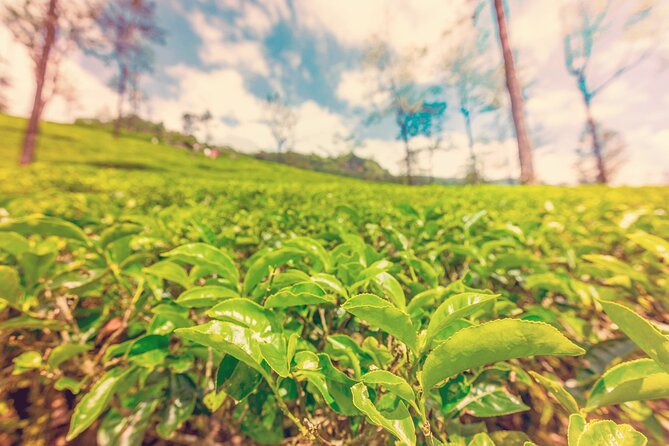 Private Tour Ceylon Tea Experience From Colombo - Confirmation and Dress Code