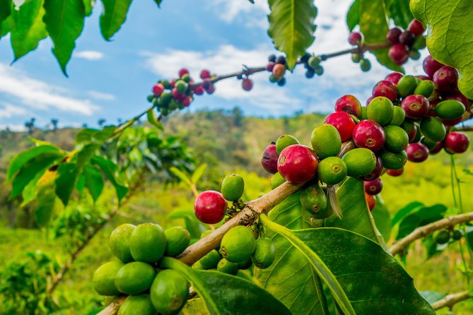 Private Tour - Coffee Tour / Gastronomic Tour (Cultivations) - Coffee Farm Experience