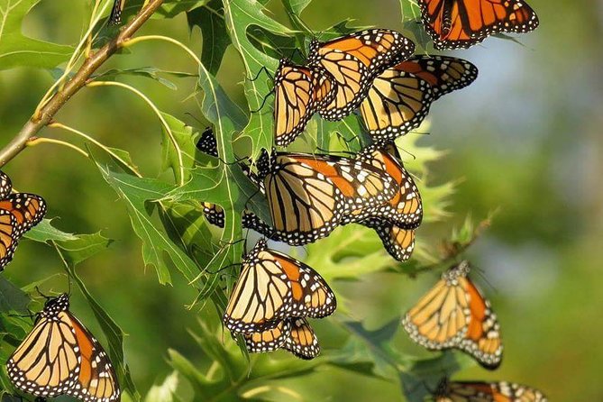 Private Tour for Butterfly Farm & Craft Batik 4hrs Usage - Location