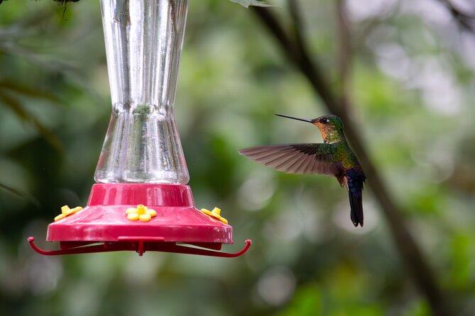 Private Tour, Hummingbird Paradise and Monserrate in Bogotá - Snacks and Breakfast Included