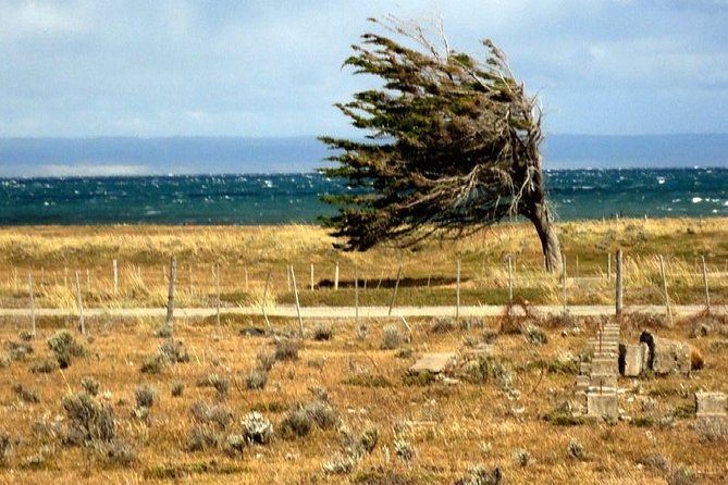 Private Tour King Penguin Park From Punta Arenas