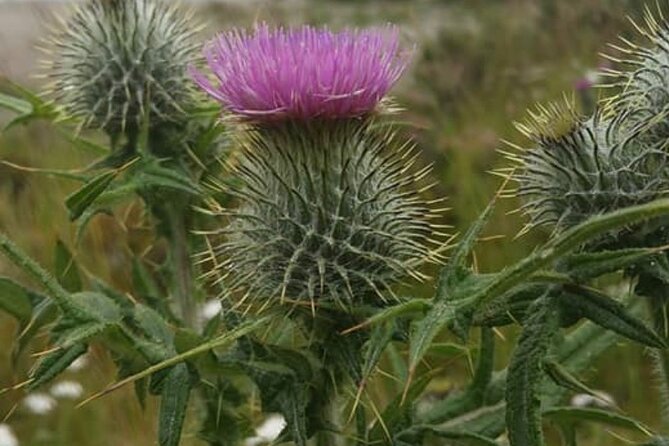 Private Tour of Scottish Highlands the Battle of Culloden - Pickup and Meeting Points