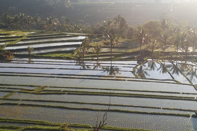 Private Tour The Beauty of Waterfall And Jatiluwih Rice Terrace - Highlights