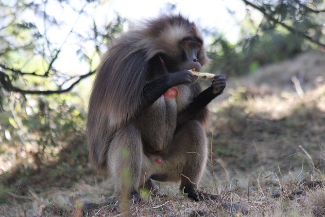 Private Tour to Debre Libanos Monastery and Jemma River Gorge - Meeting and Pickup Details