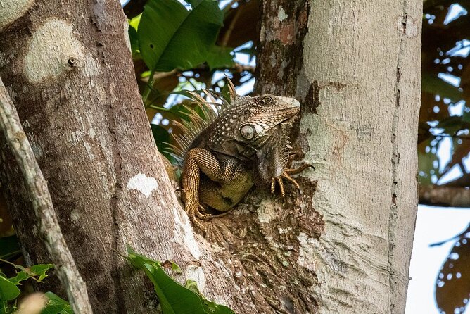 Private Tour to Monkey Island and Sloth Sanctuary in Gamboa - Requirements