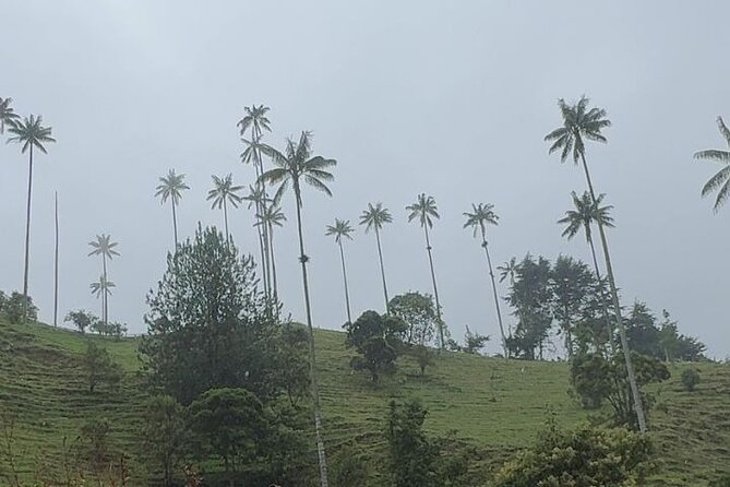 Private Tour to Salento and Cocora and Filandia - Included Amenities