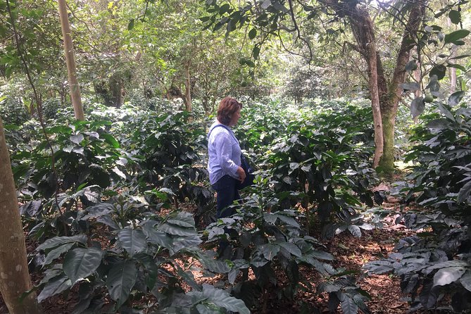 Private Tour to the Coffee Plantation - Coloma - Booking Information
