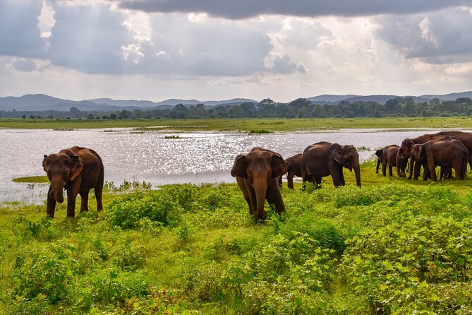 Private Tour Udawalawe National Park Full Day From Colombo - Inclusions