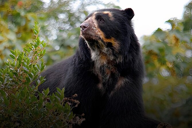 Private Tour Watching the Spectacled Bear - Itinerary Highlights