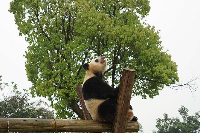 Private Transfer Between Hangzhou Safari Park and City Hotels - Booking Confirmation Details