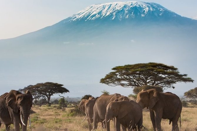 Private Transfer From Jomo Kenyatta Airport (Nbo) to Masai Mara - Duration and Pricing