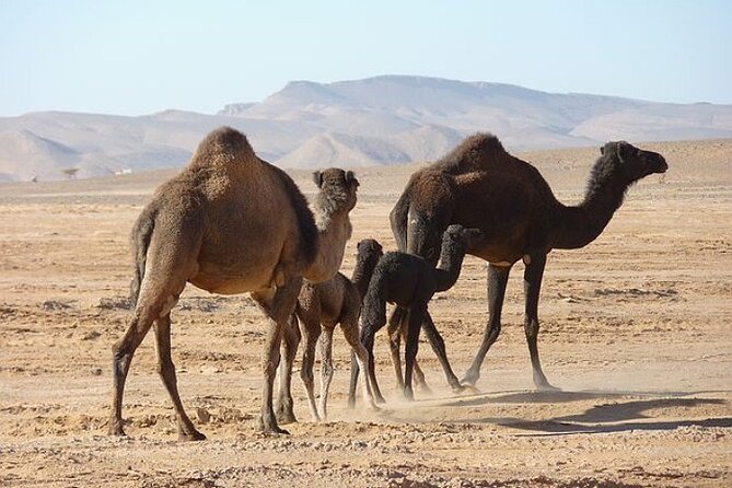 Private Transfer From Marrakech to Skoura - Vehicle and Driver Information