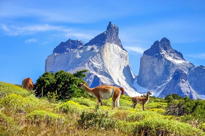Private Transfer Punta Arenas to Torres Del Paine (One Way) - Whats Included