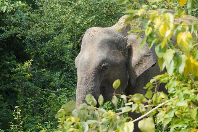 Private Udawalawe Safari Tour With Pickup From Bentota/Ahungalla