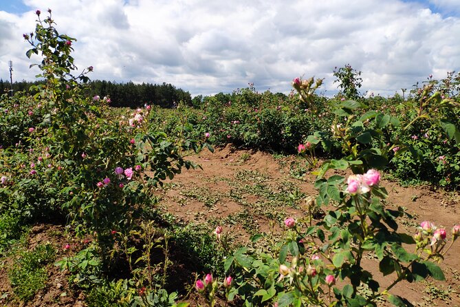 Private Virtual Tour of the Bulgarian Roses and Rose Oil - Participant Information
