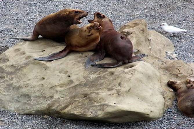 Puerto Madryn Private City Tour Including Punta Loma Sea Lions Reserve - Highlights of the Experience