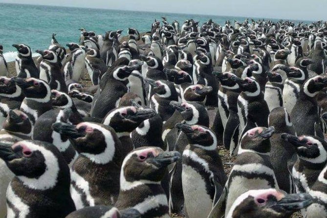 PUERTO Madryn: Punta Tombo and Walk Into the Largest Penguin Colony in South America - Whats Included in the Tour