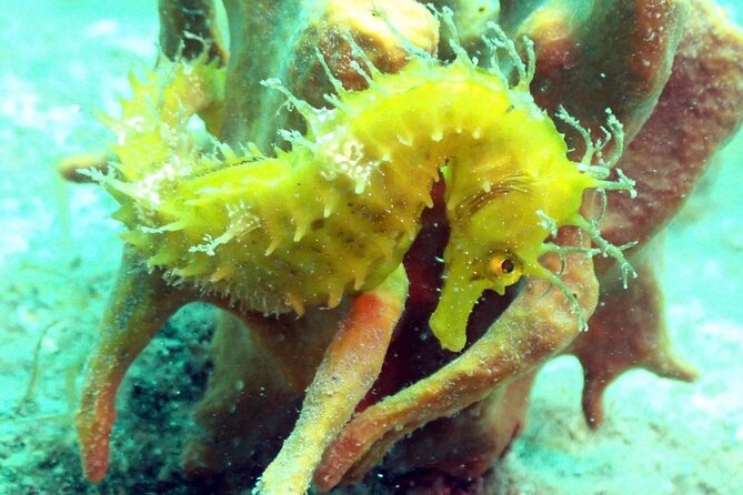 Pula Discover Scuba Diving for KIDS - Additional Information