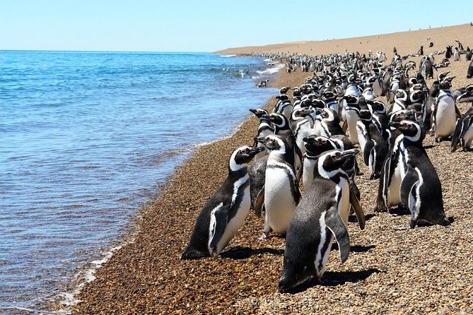 Punta Tombo and Its Penguins - Puerto Madryn - Pricing and Reservation Options
