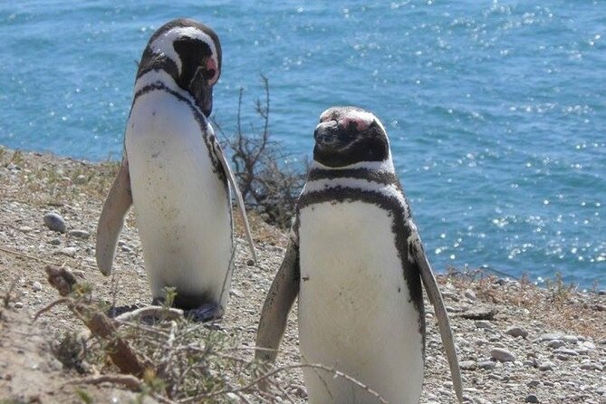 Punta Tombo for Cruises Walk Among Penguins - Cruises to Punta Tombo