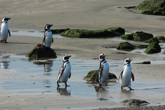 Punta Tombo Full Day Tour With Penguins - Penguin Encounter