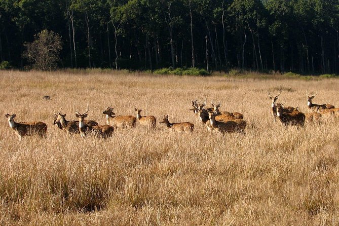 Rajaji National Park - Jeep Safari in Rishikesh