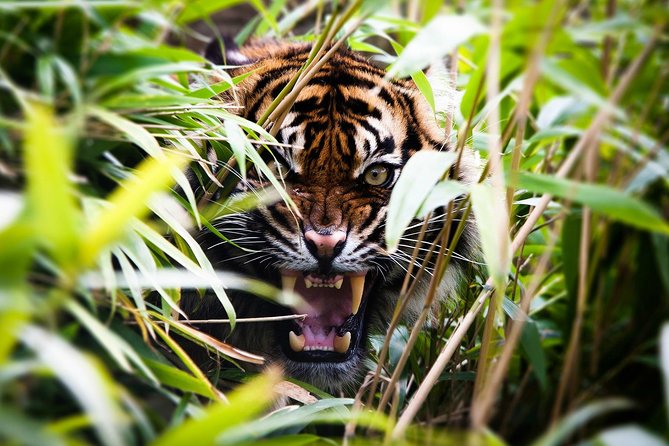 Rajaji National Park Safari Tour From Delhi - Departure Time and Additional Information