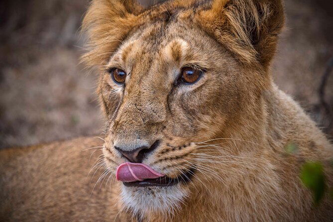 Rajkot to Gir National Park - Transportation and Guide