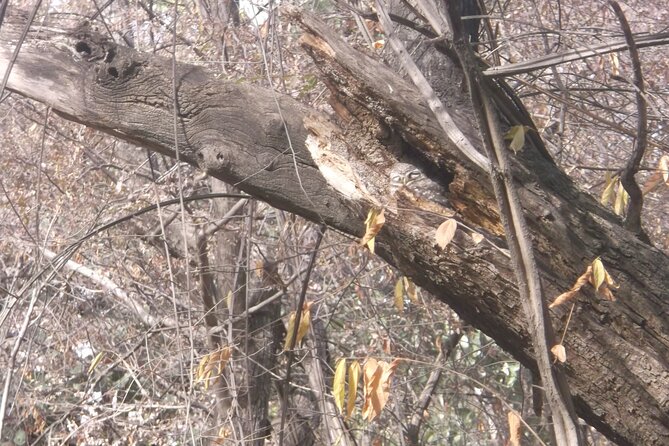 Ranthambhore Tour With One Ride Of Jungle By Gypsy - Passport and Occupancy Requirements