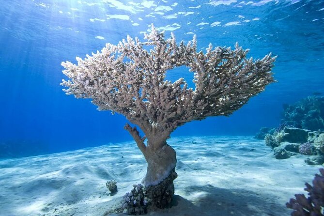 Ras Mohamed & White Island From Sharm El Sheikh by Boat - Exploring White Island