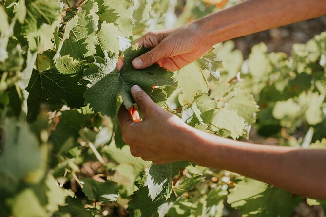 Ribera Del Duero And Rueda White & Red Wine Route - Tour Overview
