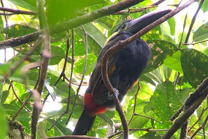 Rio Celeste Waterfall | From La Fortuna & Tamarindo/Papagayo Area - Inclusions and Pickup Points