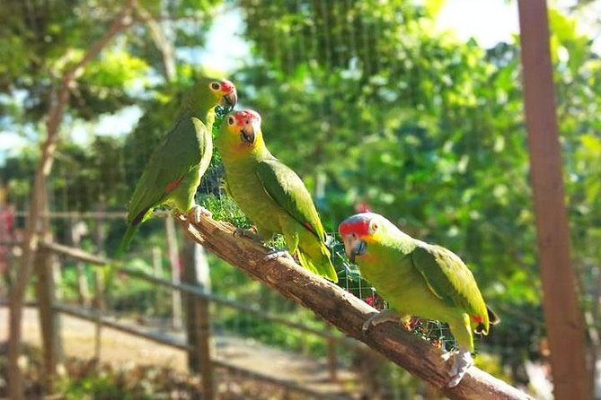 Roatan Fun Zipline, FREE Sloth & Monkey, Beach & Private Transportation - Sloth and Monkey Encounter