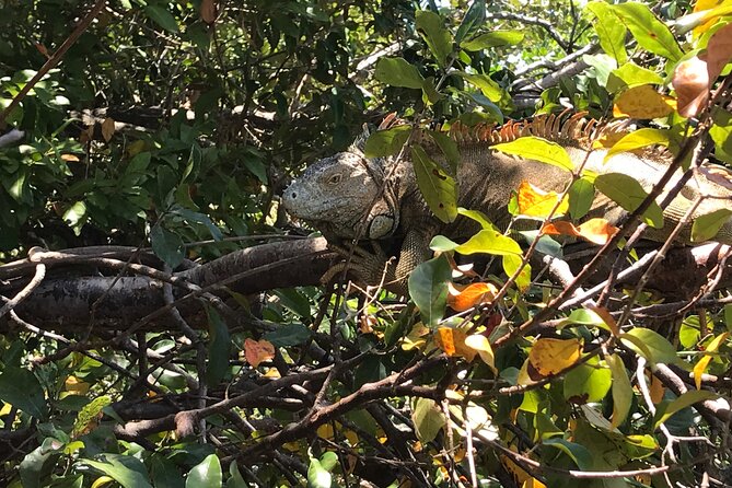 Roatan Iguana Park and Monkey/Sloth Park Sanctuary and Beach Stop - Pickup Points