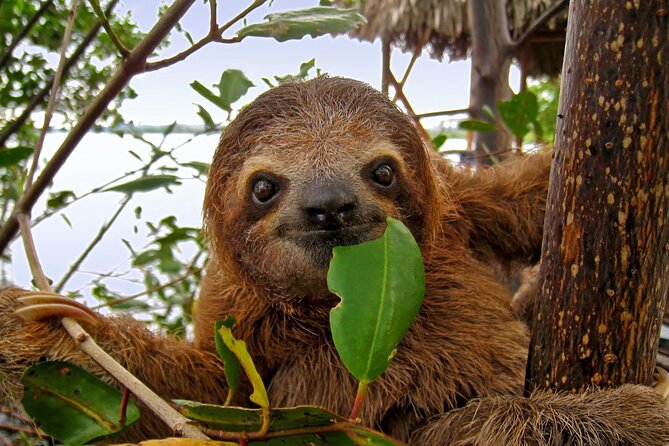 Roatan Island Tour - Tour Inclusions and Exclusions