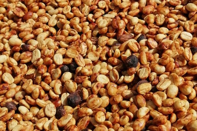 Rural Coffee Processes Inside the Forest With Night Tour - Inclusions and Start Time