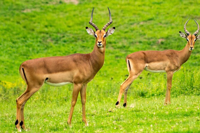 Saadani National Park Private Full Day Tour From Dar Es Salaam - Inclusions
