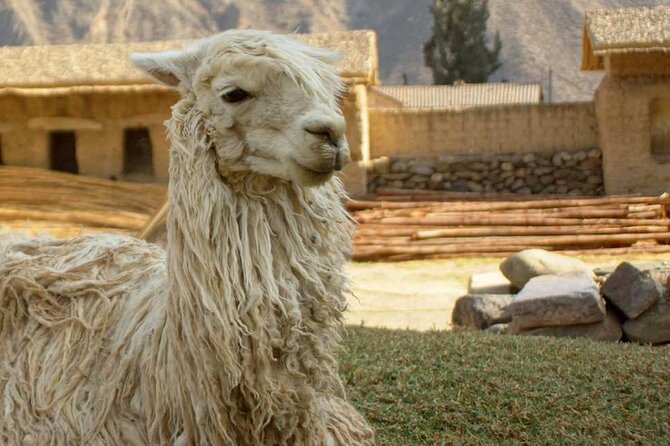 Sacred Valley of the Inkas Premium Full Day Tour in Peru - Tour Highlights