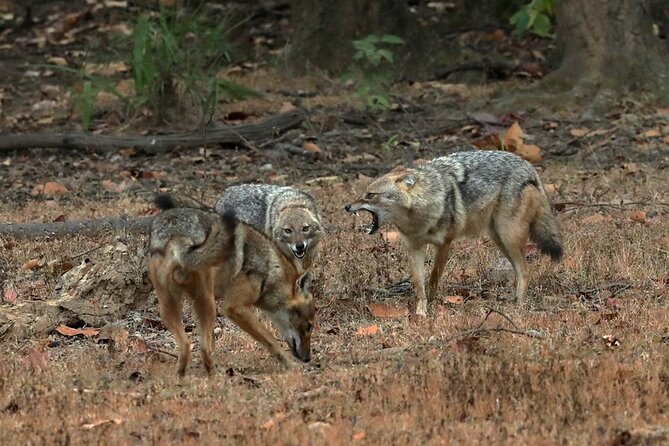Safari in Bandhavgarh, Kanha, Pench & Tadoba National Parks - Inclusions and Exclusions Details