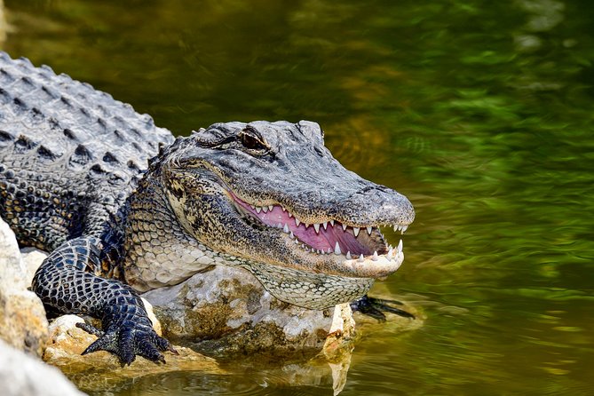 Safari in Selous Game Reserve From Zanzibar: 03 Night 04 Day Safari – Full Board - Package Overview