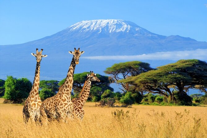 Safari to Amboseli National Park Group Day Tour - Pickup and Transportation