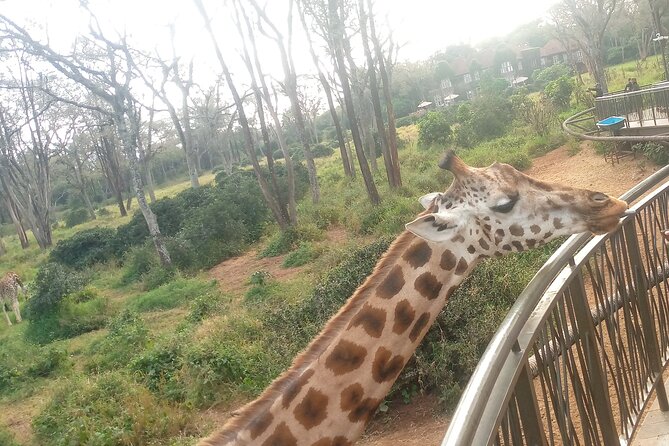 Safari Trip: Karen Blixen, Giraffe Center, Nairobi National Park - Inclusions and Amenities