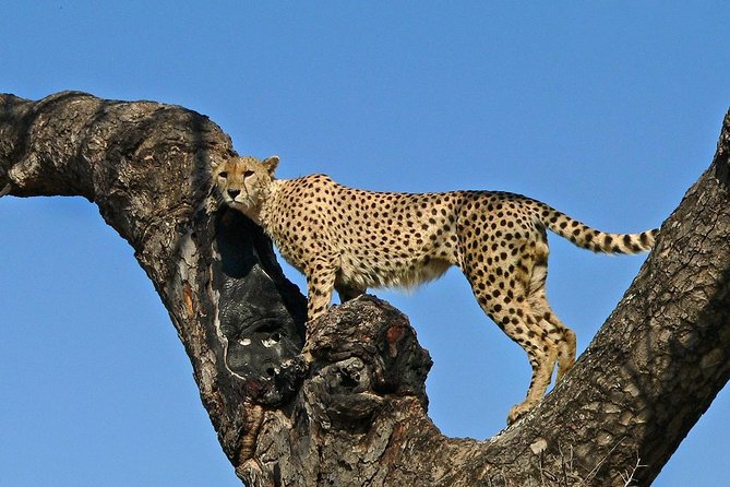Safari Zimbabwe and Botswana