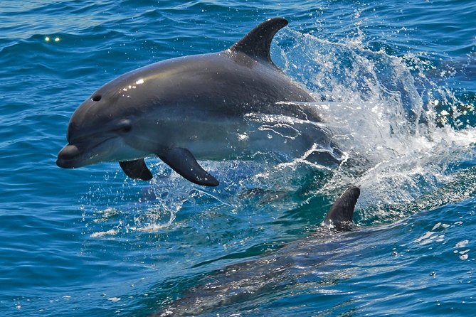 Sailboat Ride in Sado River and Atlantic Ocean - Half Day - Pricing Details